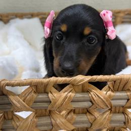 Diva (AKC) - Black and tan female Dachshund puppy in Mansfield, Missouri from Owens Farm