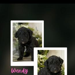 Wendy - Black female Goldendoodle puppy in Newdale, Idaho from Canyon Creek Puppies