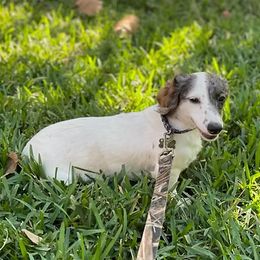 Bluey - Dachshund