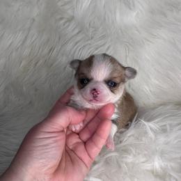 Sable Spotted - Sable spotted white female Chihuahua puppy in Fargo, North Dakota from Wild Prairie Chihuahuas