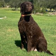 Curly-Coated Retrievers from Ayershire Kennels