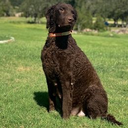 Curly-Coated Retrievers from Ayershire Kennels