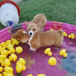 Pembroke Welsh Corgi Puppies from Tiny Titans K9