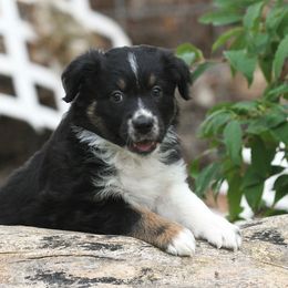 Australian Shepherd Puppies from Diamond C Aussies