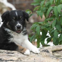 Australian Shepherd Puppies from Diamond C Aussies