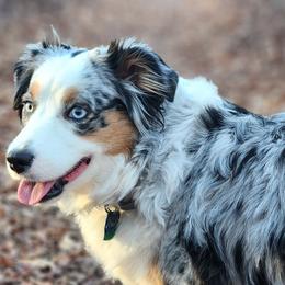Miniature Australian Shepherds from Awesome Aussies