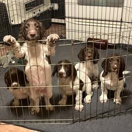 English Springer Spaniel puppies from Bean Sidhe Springers
