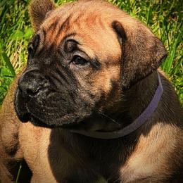 Violet - Brown female Boerboel puppy in Naples, New York from Freedom Boerboels LLC