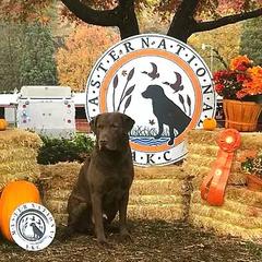 Chesapeake Bay Retrievers from Next Generation