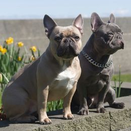 French Bulldogs from Luxe Farmhouse Frenchies LLC