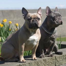 French Bulldogs from Luxe Farmhouse Frenchies LLC