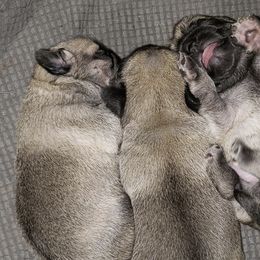 Pugs from Prentice Family Pugs