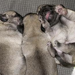 Pugs from Prentice Family Pugs