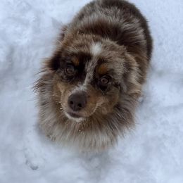 Rooster - Toy Australian Shepherd