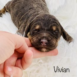 Goldendoodle Puppies from Lipscomb Doodles