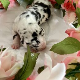 Great Dane Puppies from Kaitlin Cunningham