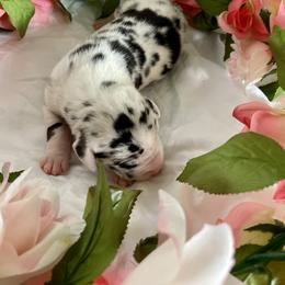 Great Dane Puppies from Kaitlin Cunningham