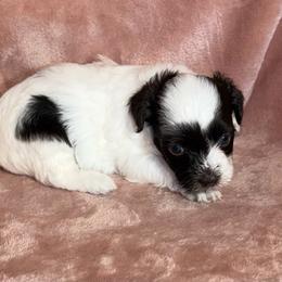 Candy - Chocolate female Havanese puppy in Maryville, Missouri from Dreamworks Havanese