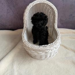 Pepper(AKC) - Black male Poodle puppy in Moreno Valley, California from Yanni's Poodle