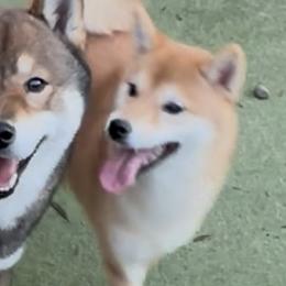 Papillon puppies from Mishmo's Shibas and Papillons