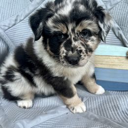 Freddie - Blue merle Australian Shepherd puppy in Washington from The Joyful Australian Shepherd
