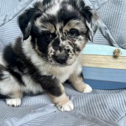 Freddie - Blue merle Australian Shepherd puppy in Washington from The Joyful Australian Shepherd