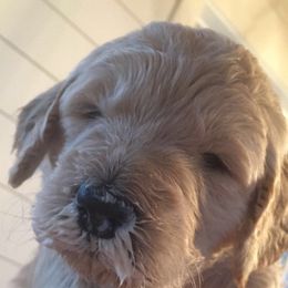 Goldendoodle Puppies from Miss Nancy’s Goldendoodles