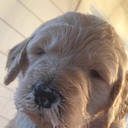 Goldendoodle Puppies from Miss Nancy’s Goldendoodles