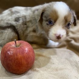 Miniature Australian Shepherd Puppies from 4J Aussies