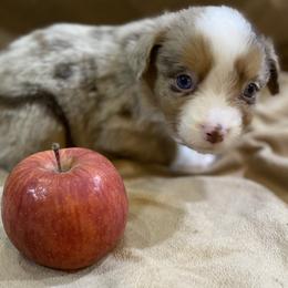 Miniature Australian Shepherd Puppies from 4J Aussies