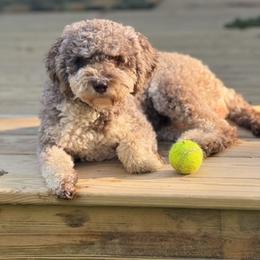 Lagotto Romagnolo All Grown Up from Millie Grace Haven