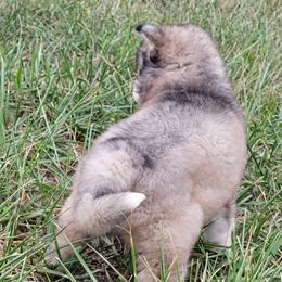 Puppy 1 boy - Wolf sable male Pomsky puppy in Gladstone, Virginia from Rustic Charms Miniature Huskys