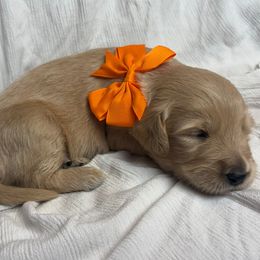 Vail - Apricot female Goldendoodle puppy in The Woodlands, Texas from Gracie's Goldendoodles and Bernedoodles