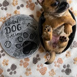 IssaBO - Black sabled fawn female Chihuahua puppy in Rocky Mount, Virginia from Teeny Chihuahuas