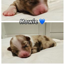 Howie - Red merle male Australian Shepherd puppy in Palm Bay, Florida from Wiggle Butt's