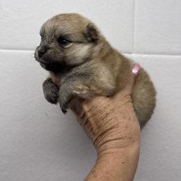 Honey - Orange female Pomeranian puppy in Avon Park, Florida from Mariska's Pomeranians