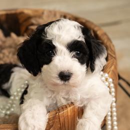 Orange Girl - Parti female Goldendoodle puppy in Dallas, Texas from Bishop Family Golden Doodles