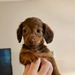 Dolly - Chocolate female Dachshund puppy in Dayton, Ohio from LUXEYPUPS