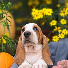 Basset Hound and Beagle Puppies from Orange Mountain Basset Hounds & Beagles