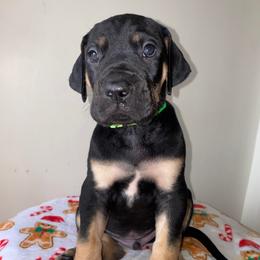 Rudolph - Black male Great Dane puppy in Spartanburg, South Carolina from Pawlmetto Danes