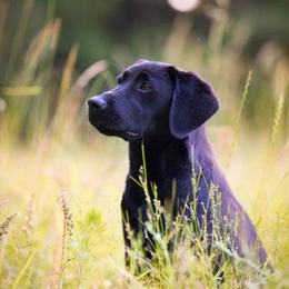 Labrador Retrievers from BlackWater Gun Dogs