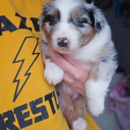 Girl 1 - Blue merle female Australian Shepherd puppy in Fort Wayne, Indiana from Grand Ridge Australian Shepherds