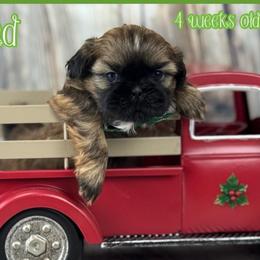 Edward - Black gold and white male Shih Tzu puppy in Beatrice, Nebraska from I Shih Tzu Not Puppies