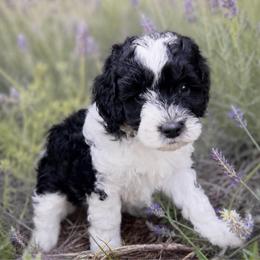 Spot - Caramel cream female Australian Labradoodle puppy in Millville, California from Hope Lane Kennels