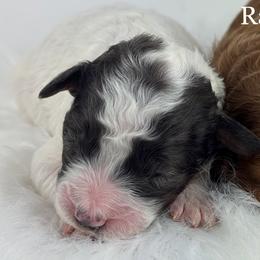 Girl 1-Petite - Parti female Goldendoodle puppy in Milford, Indiana from Railway Acres Kennel