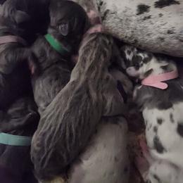 Girl 1 - Blue female Great Dane puppy in Longview, Texas from Lazy A Danes