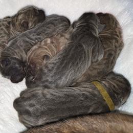 First pick male - Gray and fawn male Cane Corso puppy in Sault Ste Marie, Michigan from Willow Creek Cane Corsos