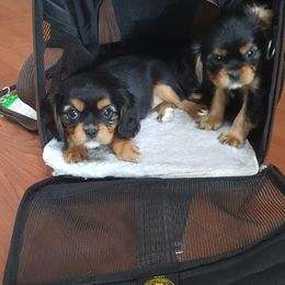 Cavalier King Charles Spaniel Puppies from Tanglewood Cavaliers