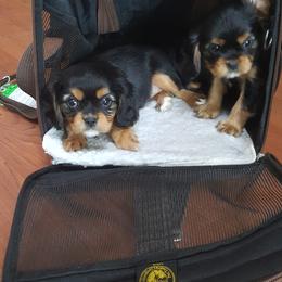 Cavalier King Charles Spaniel Puppies from Tanglewood Cavaliers