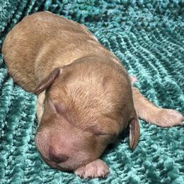 Goldendoodle puppies from Cold Creek Doodles
